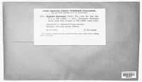 Taphrina deformans image